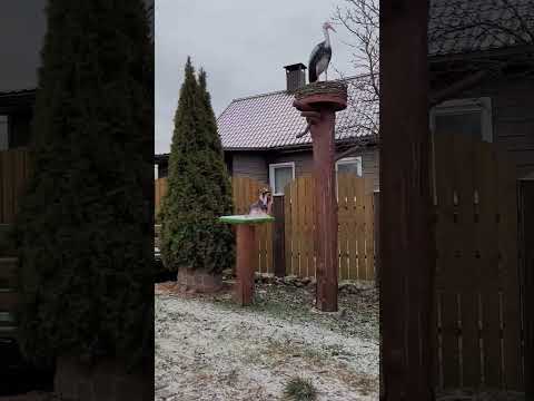 Ещё наши Родители