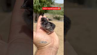 Little Black Chick Transformation | Short Video🐥👉🐓#shorts #rooster #viralvideo #youtubeshorts
