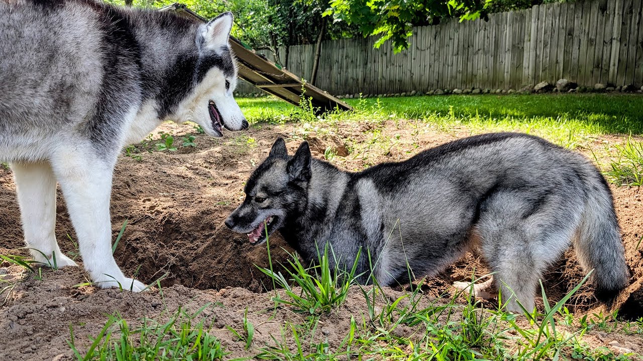 Siberian Huskies Dig a GIANT Hole & Lose Their Marbles!