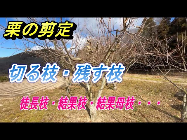 栗の剪定】ちょっと切り過ぎたか～。大粒の栗を収穫するため、こんな