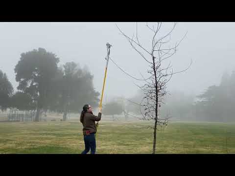 Video: Hlawv Bush Pruning: Yuav Ua Li Cas Thiab Thaum Yuav Prune Hlawv Bushes