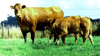 Outstanding Limousin Cow and calf sold by auction at Selby for £4000