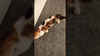 lucu sekali kucing kecil mrh😅🤣😂