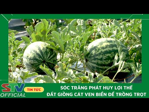 Video STV - Sóc Trăng phát huy lợi thế đất giồng cát ven biển - youtube