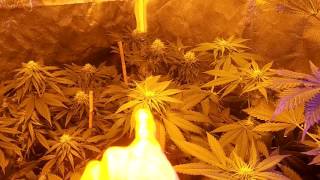 Flower update guys!  2 TENTGROW OFF