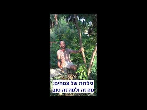 וִידֵאוֹ: מה הפירוש של צמחייה?