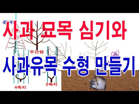 사과 나무 심는 요령 과 사과나무 수형 만들기(사과 재배의 시작 사과 품종 선택, 사과 묘목 고르기, 사과 묘목 심기 및 사과나무 수형, 사과 묘목 가꾸기 안내)