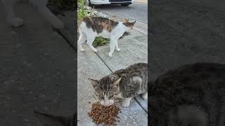 😻😺 FEEDING THE STRAYS ON A SATURDAY MORNING #cat #cats #catvideos #kitten #kittens #straycat