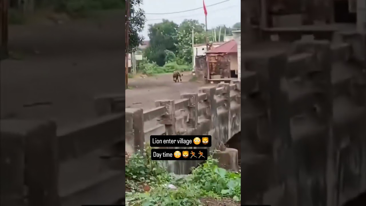 lion enter in village area | #lion #gir #wildlife #gujarat  #gujarattourism '#viralshorts #shorts