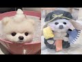 Tik Tok Chó Phốc Sóc Mini | Funny and Cute Pomeranian Videos #47