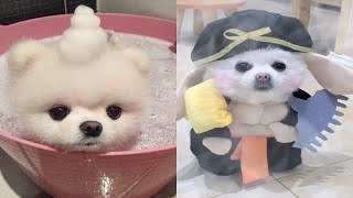 Tik Tok Chó Phốc Sóc Mini | Funny and Cute Pomeranian Videos #47 by So Cute 13,642 views 3 years ago 8 minutes, 49 seconds