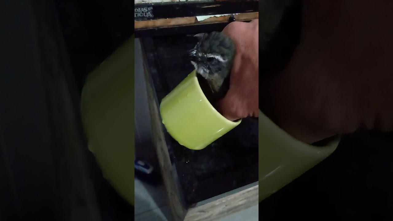 Como limpar o pé do trinca ferro prático e fácil