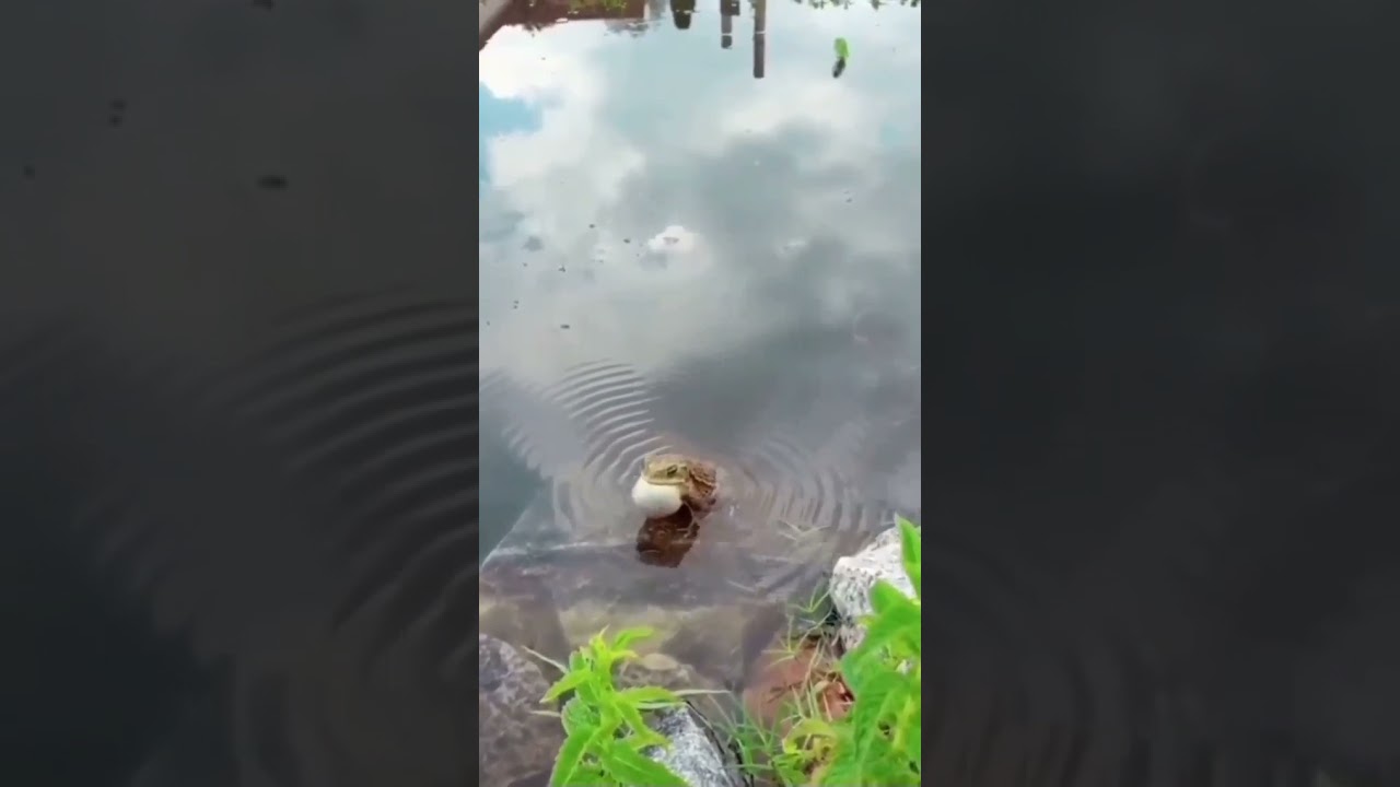 amazing vibrations in water toad chirps 🐸 💧earth frog shorts 💫 YouTube