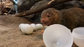 Tiny Dwarf Mongooses Open Eggs Filled With Treats