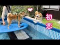 夏の終わりに恋が芽生えそうな柴犬が可愛すぎました
