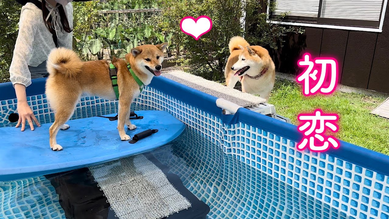 夏の終わりに恋が芽生えそうな柴犬が可愛すぎました - YouTube