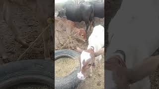 #foryoupage Pakistani village janwar 😎😎