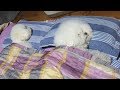 불 좀 꺼주고 가시개 (ft.개꿀잠) Sleeping cute dog :)