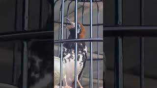 DownloadAnis kembang samsul MP3 MP4 Anis kembang samsul