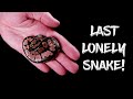 My Last Lonely Ball Python Hatchling!