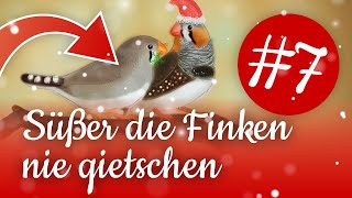 El Zimtos On Stage Süßer Die Finken Nie Quietschen