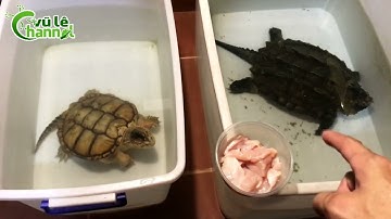 Cho Đàn Rùa Ăn  - Cập Tình Hình Đàn GIán Dubia / Vũ Lê Channel