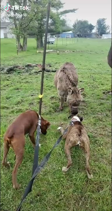 dog got shocked by electric fence and the Donkey laughed