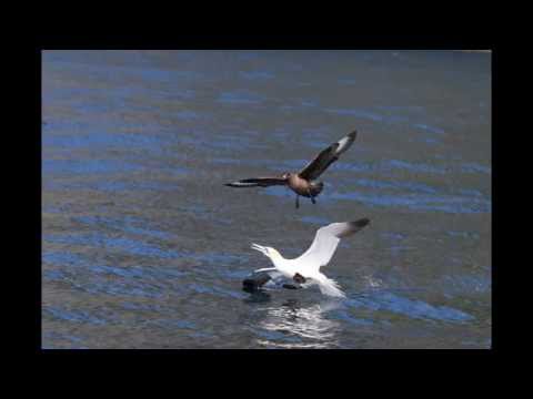 Aerial Combat on St Kilda