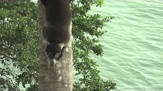 Der Nasenbär auf der Kokospalme