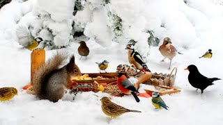 Cat TV for Cats to Watch😽 Cutest Forest Friends \& Winter Fun☃️ Ultimate 10 hours Cat \& Dog TV