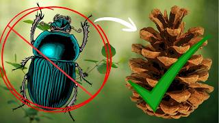 No More Bugs! How to Bake Pinecones to Get Rid of Bugs