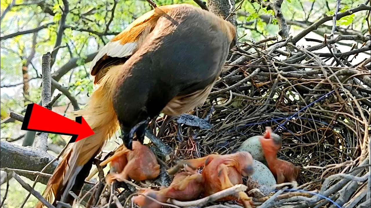 Cuckoo baby threw another baby out of the nest, mother tried her best to catch it