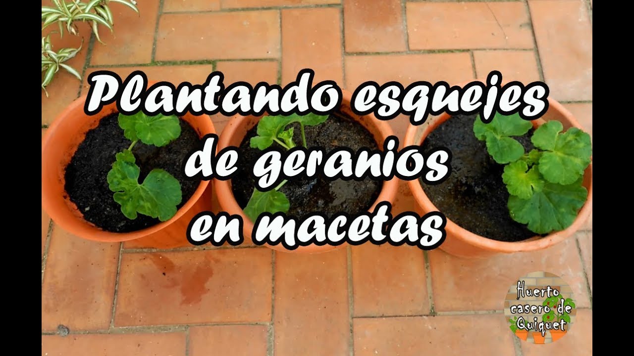 Planting geranium or malvon cuttings in pots in the home garden - YouTube