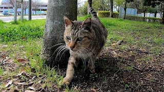 公園で見掛けたキジトラ野良猫、警戒しながらも寄ってきてスリスリしてきた