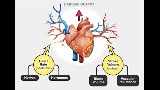 cardiac worksheet 1