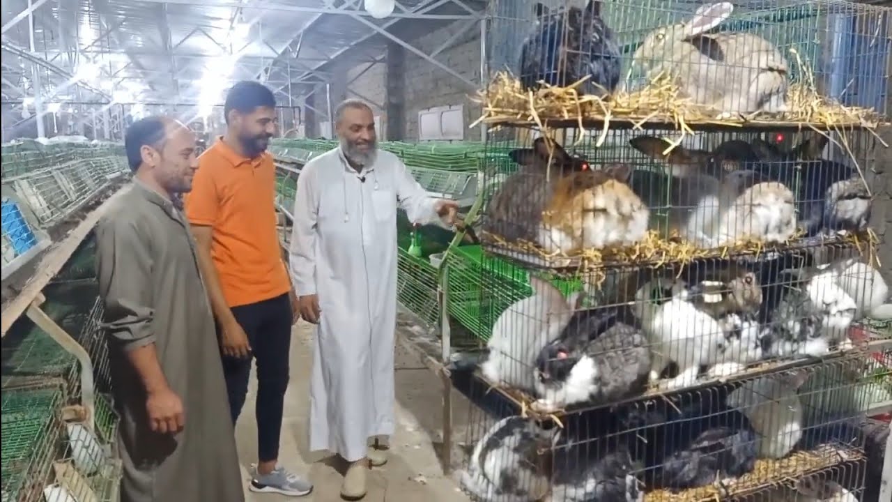 ٥٠ ام + ٥ ذكور ٢/١ طن علف هو فيه ارانب كده استمتع في العلمين