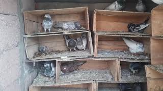  My Breeding Setup Sa Pigeons Gondal