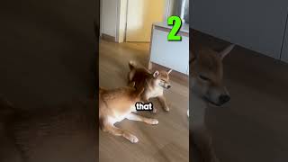 Never Get a Shiba Inu Pt. 3 😂
