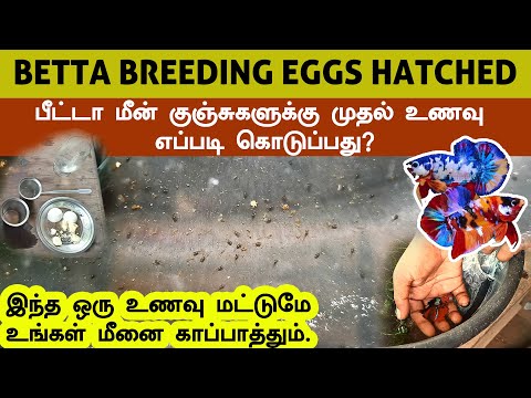 Betta eggs hatched and First food | Betta breeding Episode-5