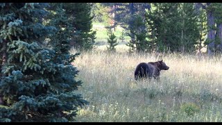 Grizzly Encounter  while I was showing you how to find grizzly bears