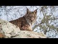 Resuelto el misterio: existe el lince ibérico en Madrid