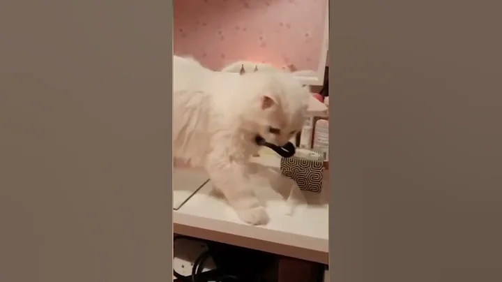 cute cat @shorts - ALL ROUNDER NATURE SOUNDS