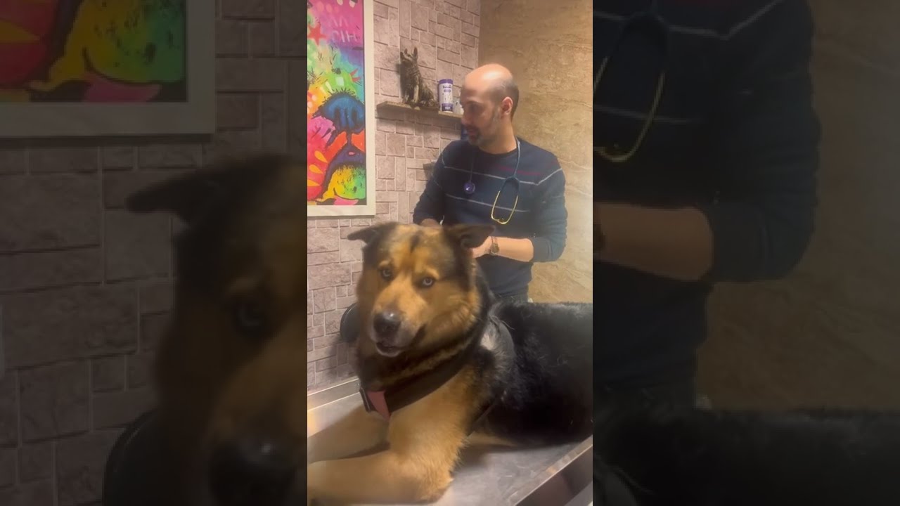 در این ویدئو علاوه بر معاینه و صحبتهای روتین یکی از چالش های ما دامپزشکها رو مشاهده میکنید