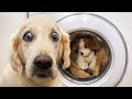 🐶 Собаки и 😹 Кошки в самых забавных ситуациях - Смешные видео с животными 😂