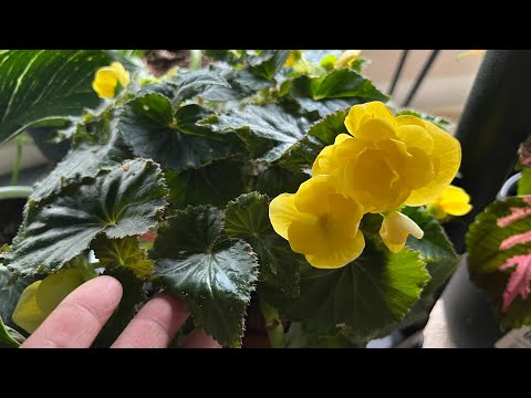 Video: Begonia Met Baie Gesigte - Versiering Van Die Wintertuin