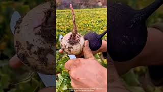 You Won’t Believe What’s Inside These Turnips! 🔥 #shorts
