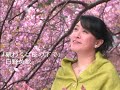 日野美歌「願わくば桜の下で」