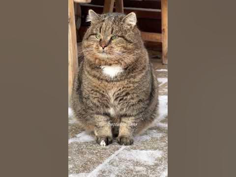 БАРС НА ДОЗОРЕ Barsik is on patrol #catlover #cat #барсик #catvideos # ...