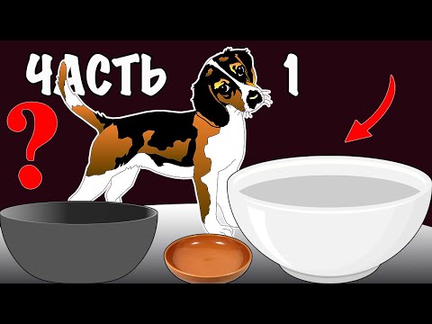 Видео: Почему размер имеет значение при переходе вашей собаки от щенка к взрослой пище