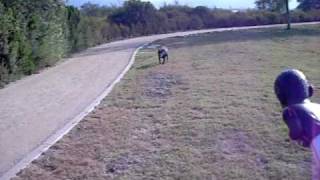 My Dog Vs Michael Vick by FBBMyspace 1,121 views 15 years ago 41 seconds